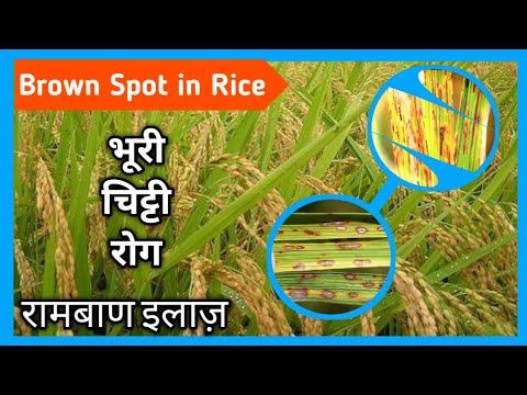 धान की भूरी चिट्टी रोग // Brown Spot in Rice// रामबाण इलाज ।। #Rice_disease #Brownspot_in_rice #Rice