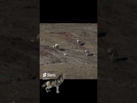 Wolves hunt a hare #hunting