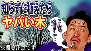 【絶対庭に植えてはいけない木】植木生産者が知らず植えると後悔する木をご紹介します