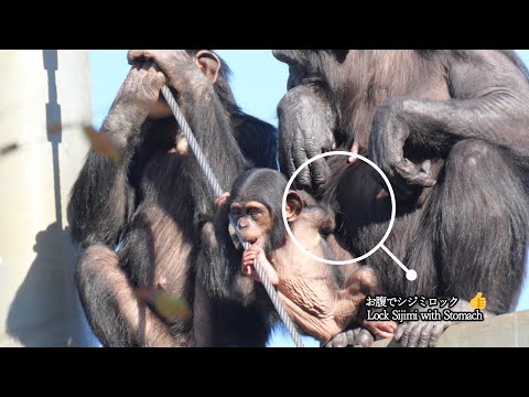 Relaxing at the Tower: Shijimi and Ibuki　Tama Zoo Chimpanzee 202412