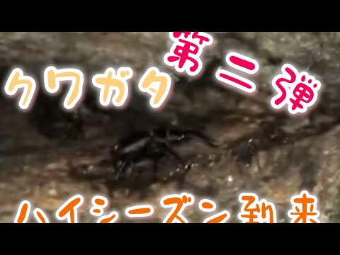 クワガタ　第二弾