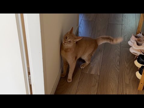 Halloween cat tries to scare Hooman 🎃 🐈