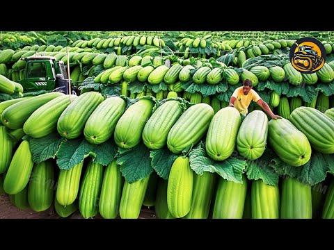 How Cucumber Always The Fresh Vegetable Of Choice -  Agriculture with Grand Machine