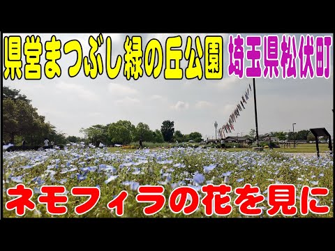 ネモフィラを見に 『県営まつぶし緑の丘公園』 埼玉県北葛飾郡松伏町