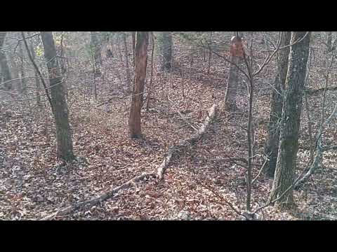 Dry Creek Hunting Dogs   Squirrel Hunting 11 27 2024