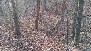 Dry Creek Hunting Dogs   Squirrel Hunting 11 27 2024