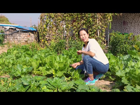 The vegetable garden now picks tender white vegetables  makes two-sided vegetable dumplings  dipped