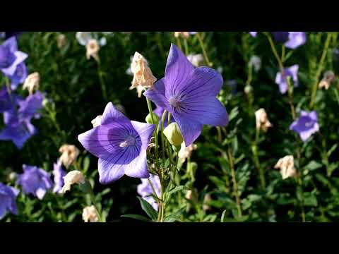 Violet - Flower ( VIDEO 4K ) Floare Violet 💖❤️💖