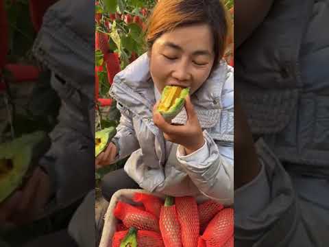 Fruit farms in China   Eating fresh fruit on farm #11