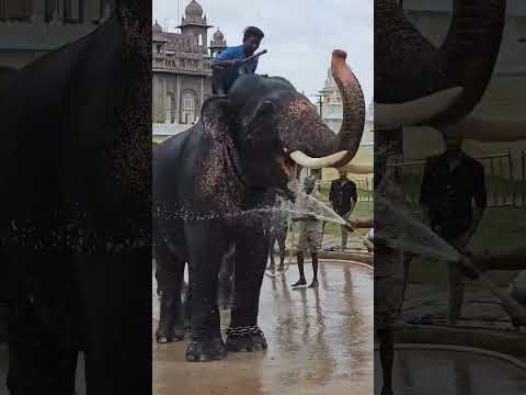 Elephant Bath