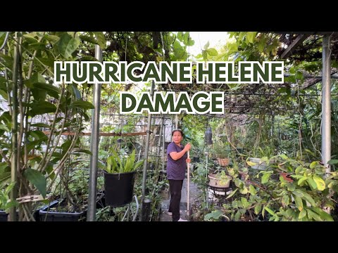 GARDEN UPDATE AFTER HURRICANE: fallen trees, snakes, & debris