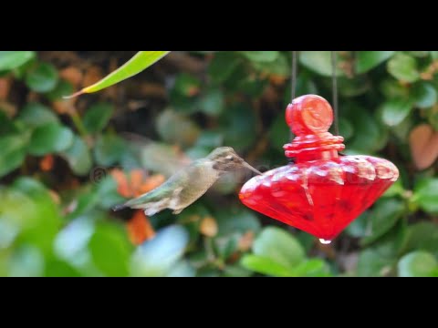 # Natural Hummingbirds Relaxing Spirituality.  Hummingbirds # A Spiritual Musical Journey.