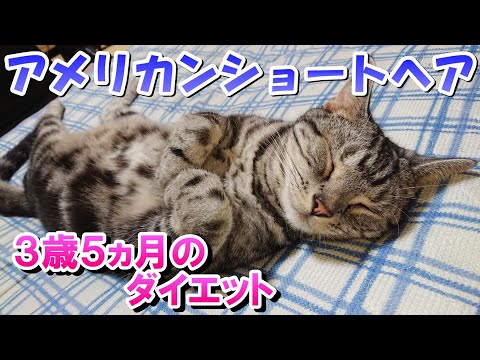 ３歳５ヵ月の様子！でぶねこダイエット進捗（アメリカンショートヘア）