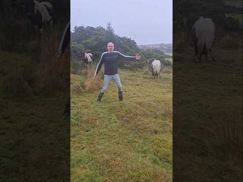 Gorse gives great shelter #adventure #ideas #moorland #nature #ponies #reforestation #outdoors