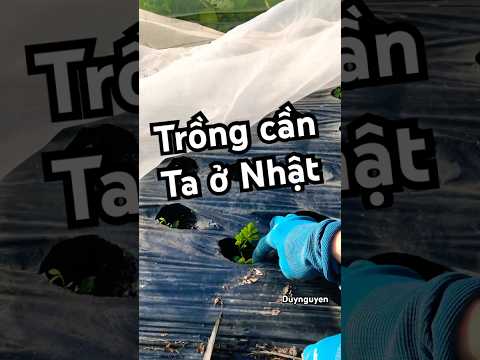 Cần ta trồng ở Nhật #pachobull #nharuamit #snow #gardening #rausach #lamvuonomy #làmvườn