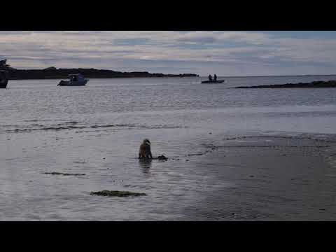 SILKY TERRIER CROSS POMERANIAN DOG PLAYING IN THE SAND