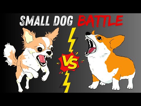 SMALL DOG BATTLE | THE CHIHUAHUA VS CORGI