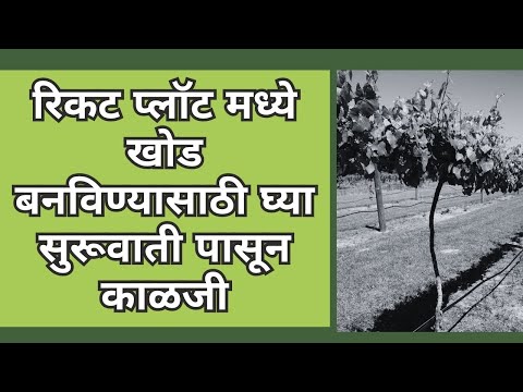 shrihari ghumare |रिकट प्लॉट मध्ये खोड बनविण्यासाठी घ्या सुरूवाती पासून काळजी