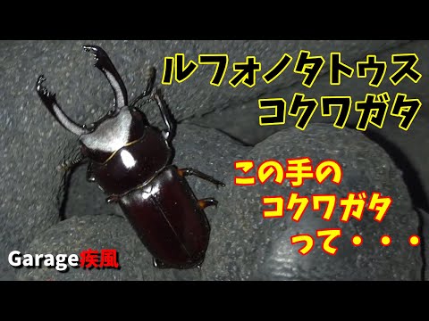 ルフォノタトゥスコクワガタ　羽化　この手のコクワガタって・・・　#クワガタ #カブトムシ