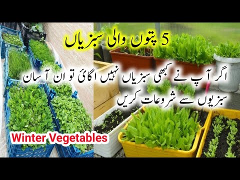 سردیوں کی پتوں والی سبزیاں/December me ugany wali sabziyan/Winter Vegitables To Grow At home