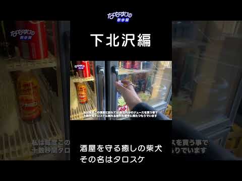 【柴犬】酒屋の看板犬に会いに行く #shorts #柴犬 #癒し