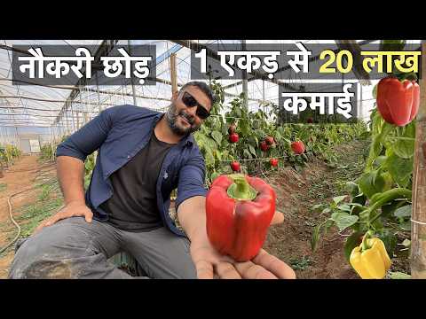 Coloured Capsicum farming business study Indore India लाल पीली शिमला मिर्च