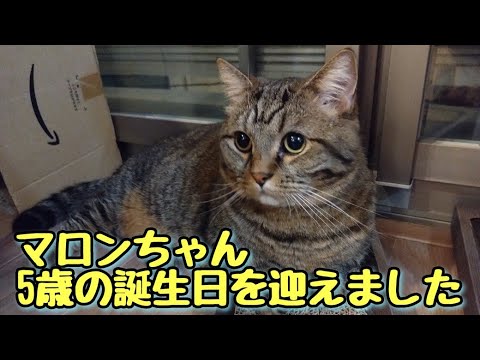 🐱マロンちゃん5歳の誕生日🎂