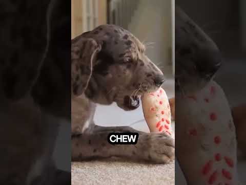 Stop Destructive Chewing in Dogs!