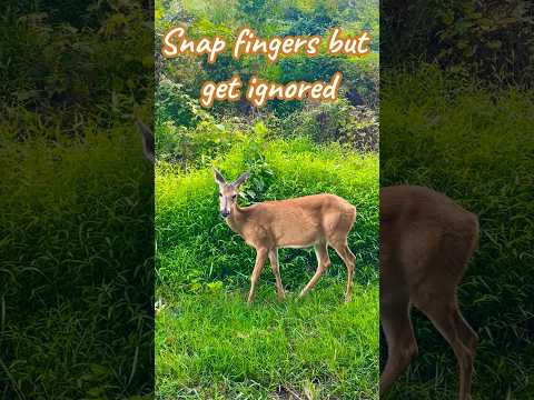 Snap fingers but get ignored ☹️🥺😫 | Horizons_視野 | deer | wildlife | white-tailed deer