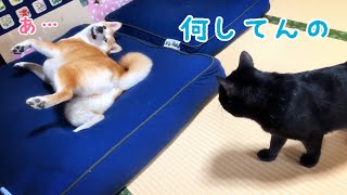 犬をダメにするクッションが本領を発揮している Dog and Cats sleeping on the Diggybo