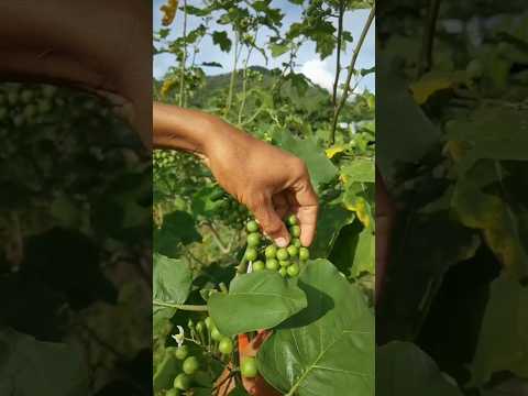 Bountiful pear eggplant harvesting