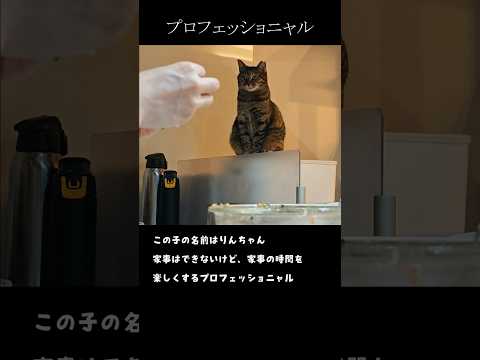 プロ猫のお仕事風景