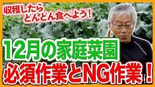 家庭菜園や農園の冬野菜栽培で12月の必須作業とNG作業を徹底解説！【農家直伝】