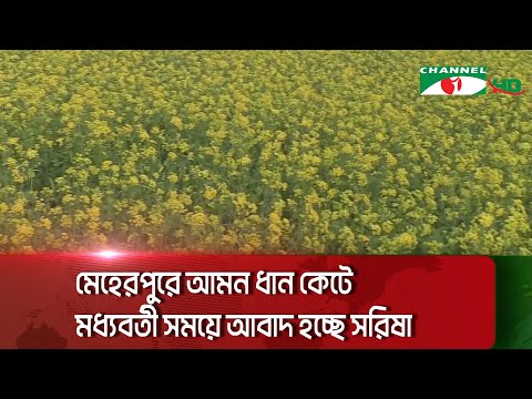 মেহেরপুরে আমন ধান কেটে মধ্যবর্তী সময়ে আবাদ হচ্ছে সরিষা