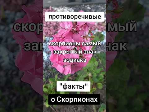 Мифы о Скорпионах♏💋