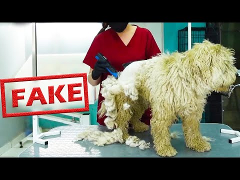 FAKE DOG GROOMING? Let's talk about it...