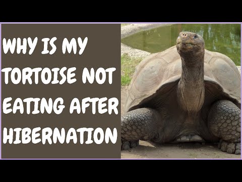 Why Is My Tortoise Not Eating After Hibernation