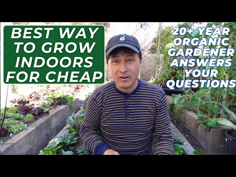 My Top Tip for Growing Indoors on a Budget + Organic Gardening Q&A