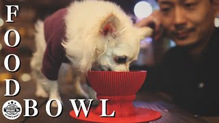 【愛犬の食器】やっと見つけました、最高の食器を。