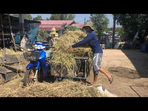 พ่อไม่ไปขึ้นเครื่องบินด้วย อาการป่วยพ่อ คุณอำนาจทำที่ฟักไข่เป็ดไก่ ดูต้นไม้ที่ปลูกใว้