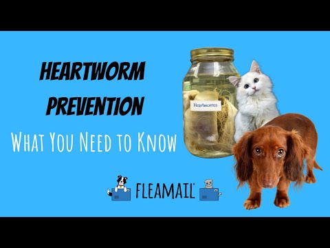 Heartworm Prevention - What you need to know!