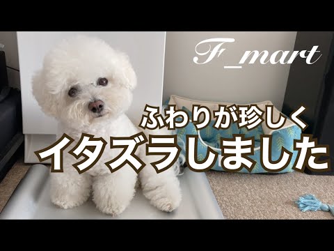 ふわりが珍しくイタズラしました　-ビションフリーゼ犬-