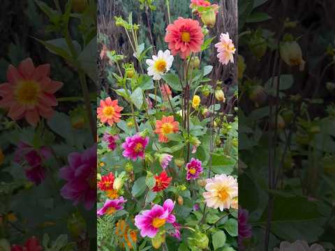 Dahlia flowers #nature #relaxing #music#youtubeshorts #shortsvideo