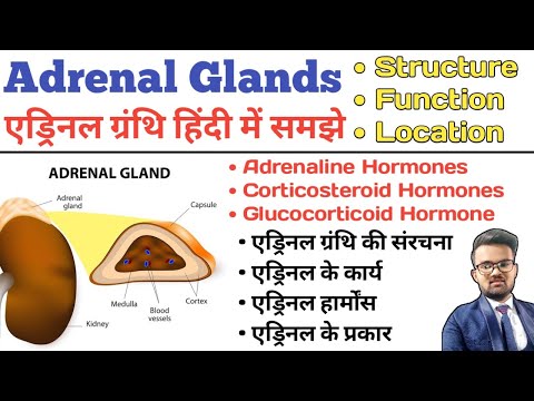 Adrenal Gland in Hindi | Adrenaline Hormones | Structure of adrenal gland | Endocrine System