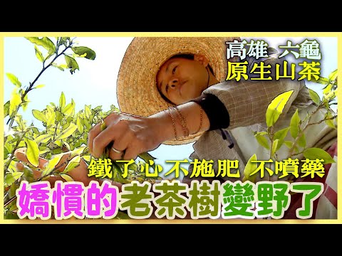 【高雄/六龜】珍愛山茶天然原味 李勇德夫婦堅持自然農法|有機無毒 |美麗心台灣(264) -1