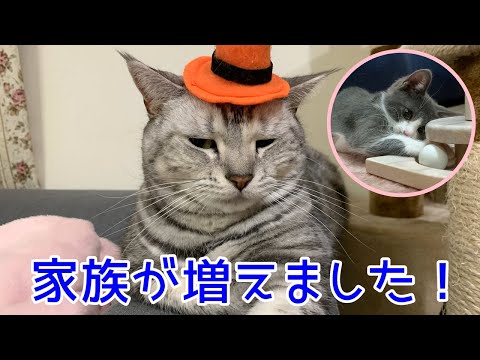 保護子猫の妹がもうひとり増えました！おしゃべりペット