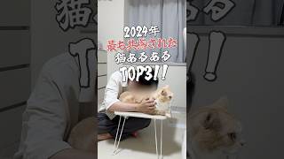 最も共感された猫あるあるTOP3 #猫 #cat #ねこ #猫好きさんと繋がりたい #ねこの動画 #猫動画 #ネコ #ねこの日常 #ねこのいる生活 #ねこのいる暮らし