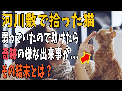 【不思議な話】河川敷にシートを敷いてサンドイッチとコーヒーを楽しんでいたら猫の小さな鳴き声が…。連れて帰り飼う事にすると奇跡の様な出来事が起こる・・・【朗読】【猫】【感動】