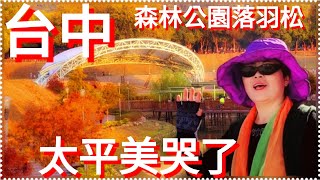 【台中太平美哭了】陸配巧娘家 【坪林森林公園落羽松】 驚人的美 早上晚上不同的美 夜景美倫美奐 幸福太平人【 誰說太平沒特色？】因為太平太美了