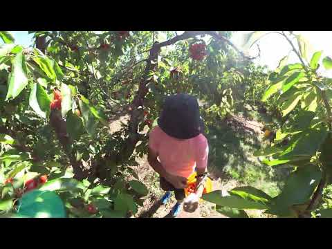 Cherries Picking at Nunn Better Farms | Brentwood             #nunnbetterfarms  #Brentwood | 220522